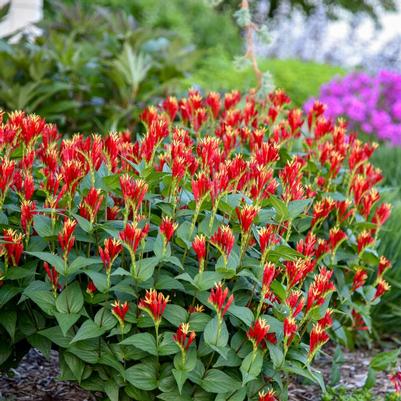 Spigelia marilandica Little Redhead