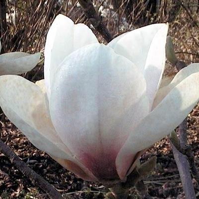 Magnolia x Legacy