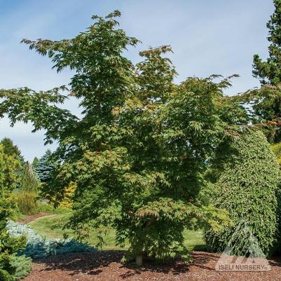 Acer x pseudosieboldianum Jack Frost® IsIAJ