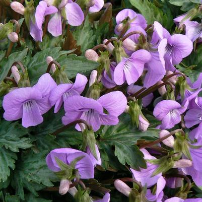 Viola x Silver Samurai