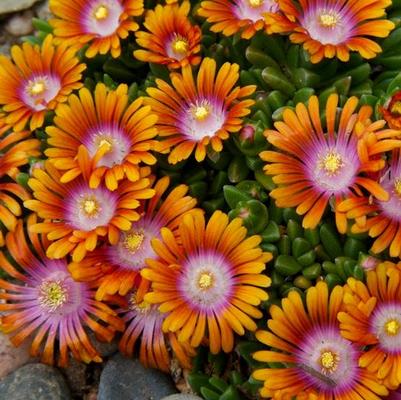 Delosperma x P001S