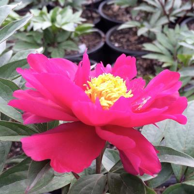 Paeonia Patio Moscow