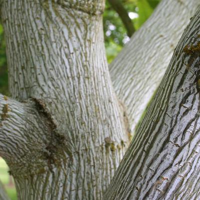 Acer pensylvanicum 