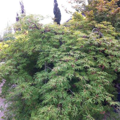 Acer japonicum Green Cascade