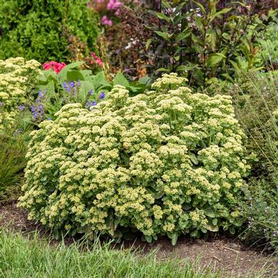 Sedum Lemonjade