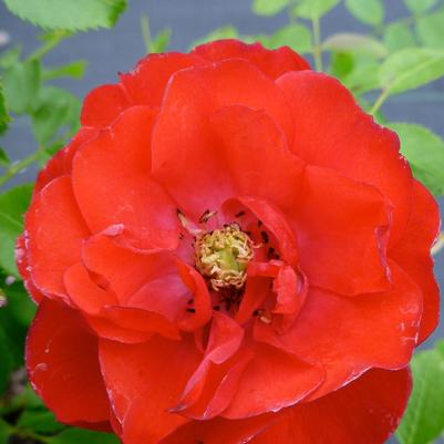 Rosa Flower Carpet® NOA83100B