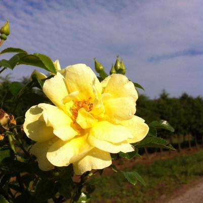 Rosa NOAlesa