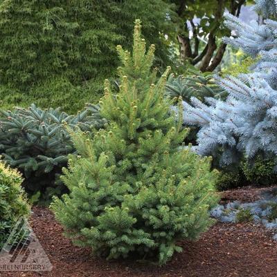 Picea glauca North Pole
