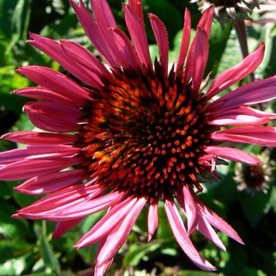 Echinacea purpurea Fatal Attraction