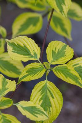 Cornus alternifolia W. Stackman