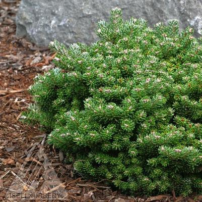 Abies koreana Silberperle