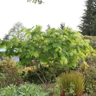 Acer japonicum Ed Wood #2