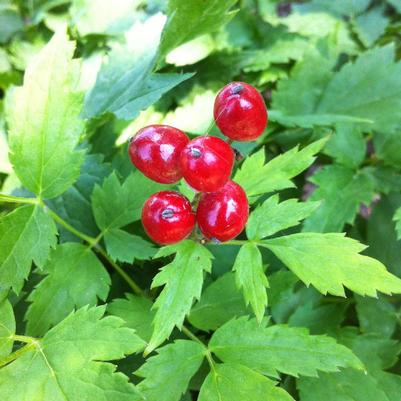 Actaea rubra 