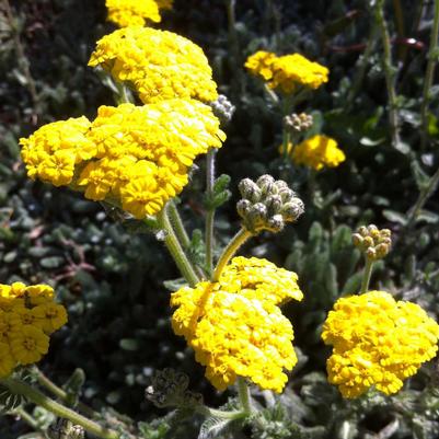 Achillea tomentosa Aurea