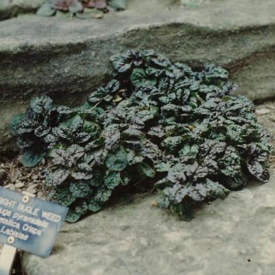 Ajuga pyramidalis Metallica Crispa