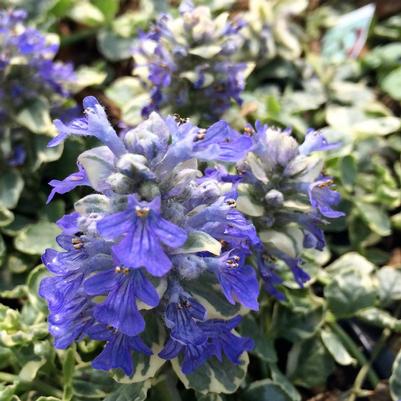 Ajuga reptans Silver Queen