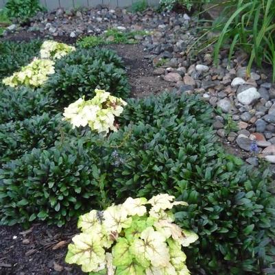 Ajuga tenorii Valfredda