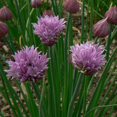 Allium schoenoprasum 