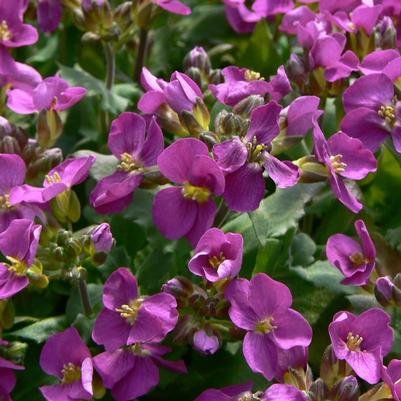 Arabis arendsii Compinkie