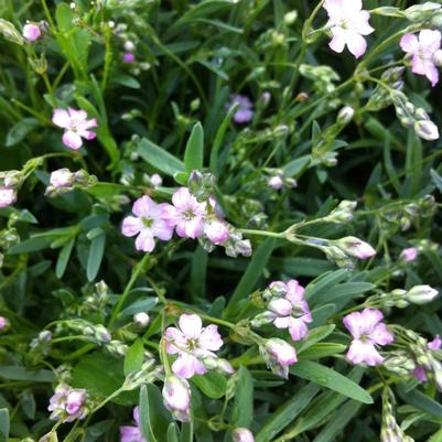 Gypsophila repens Rosea