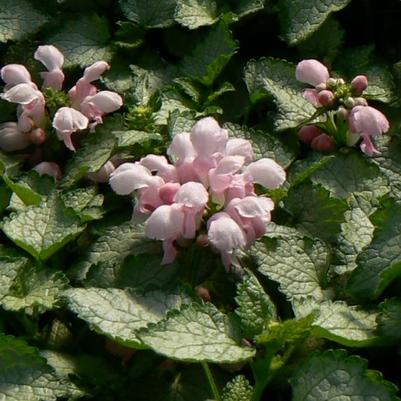 Lamium maculatum Pink Pewter