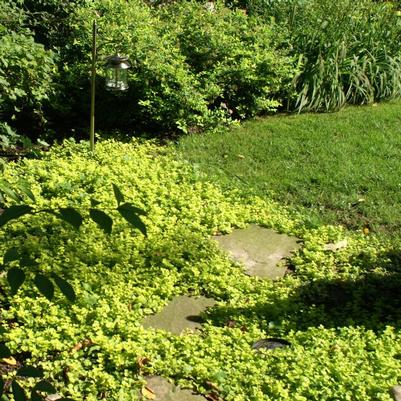 Lysimachia nummularia Aurea