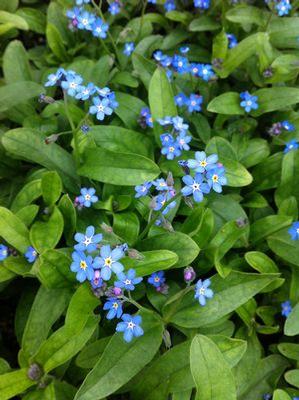 Myosotis sylvatica Victoria Indigo Blue