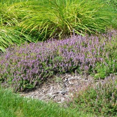 Thymus serpyllum 