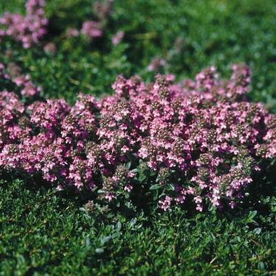 Thymus serpyllum Magic Carpet