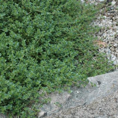 Thymus serpyllum Pink Chintz