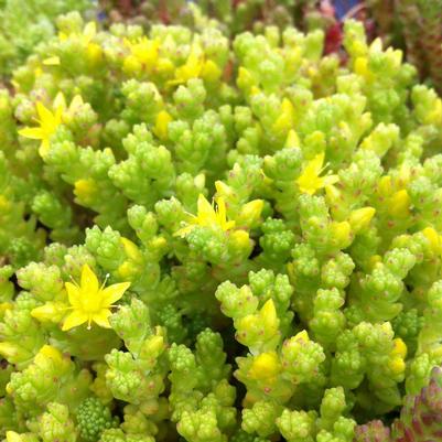 Sedum acre var. aurea Goldmoss