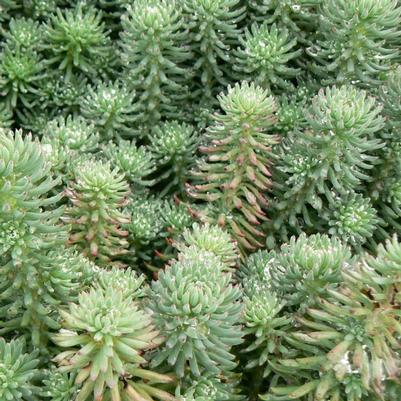 Sedum reflexum 