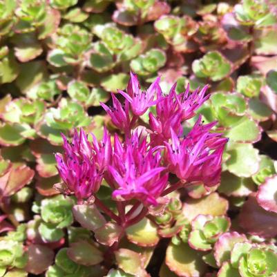 Sedum spurium Red Carpet