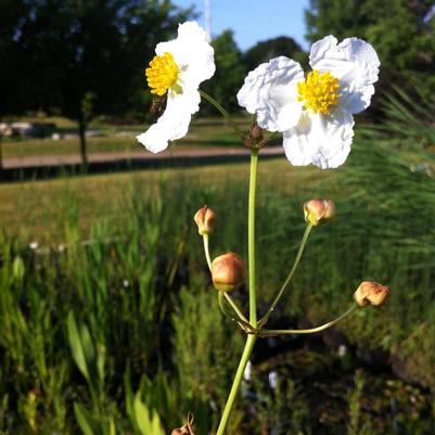 Alisma plantago-aquatica 