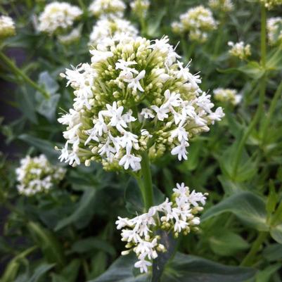 Centranthus ruber Albus