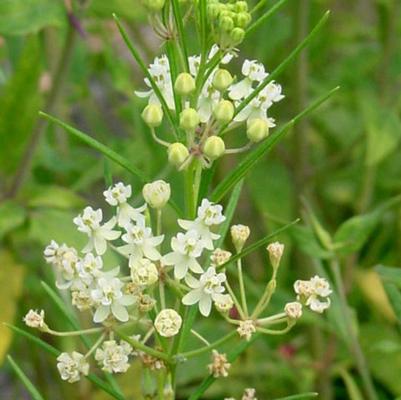 Asclepias verticillata 