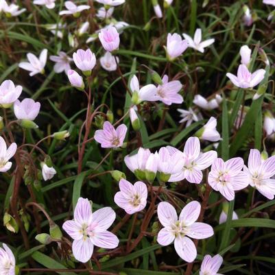 Claytonia virginica 