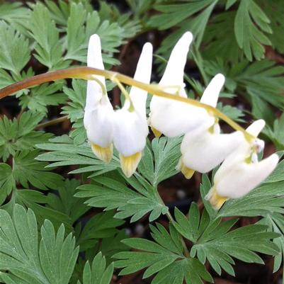 Dicentra cucullaria 