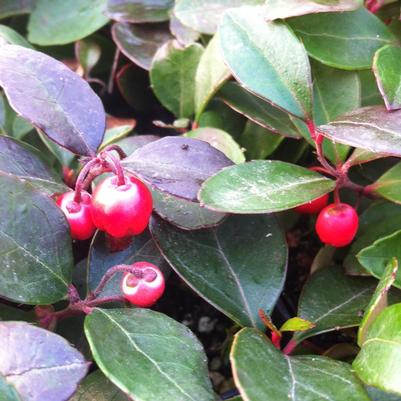 Gaultheria procumbens 