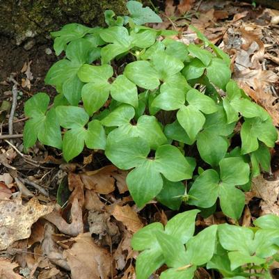 Hepatica acutiloba 