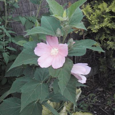 Hibiscus moscheutos 