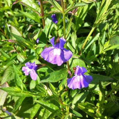 Mimulus ringens 