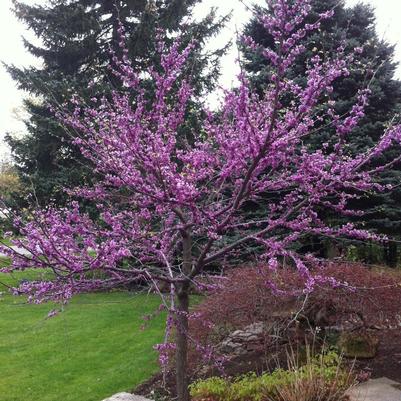 Cercis canadensis 