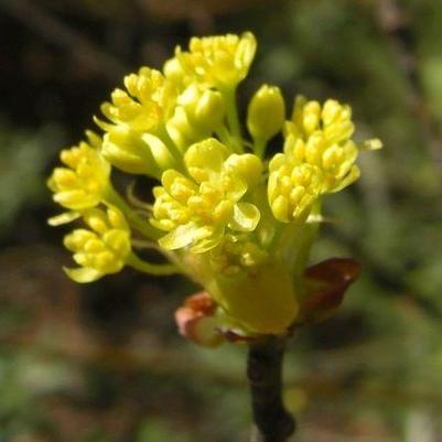 Sassafras albidum 