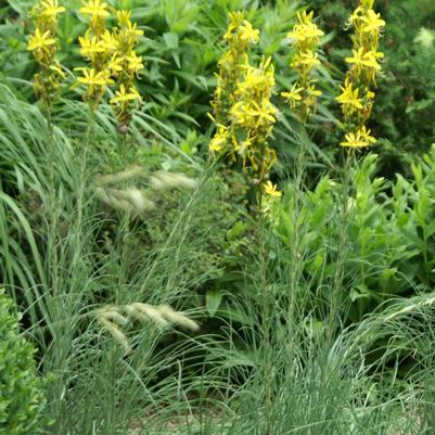 Asphodeline lutea 