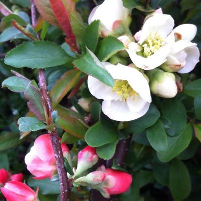 Chaenomeles speciosa Toyo Nishiki