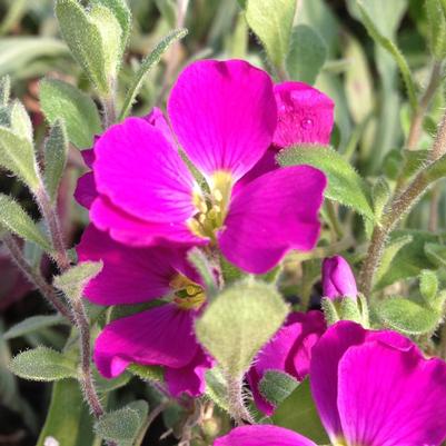 Aubrieta cultorum Cascade Red