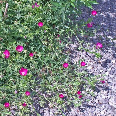 Callirhoe involucrata 