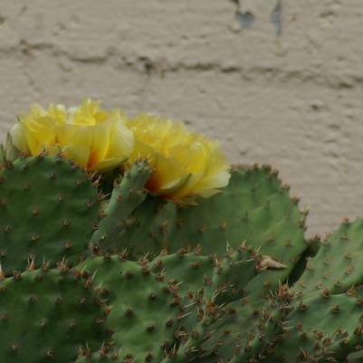 Opuntia humifusa 
