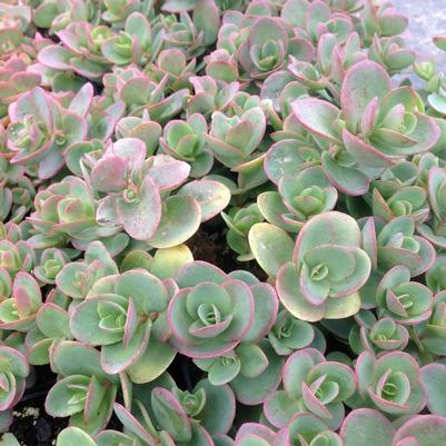 Sedum x Lime Zinger